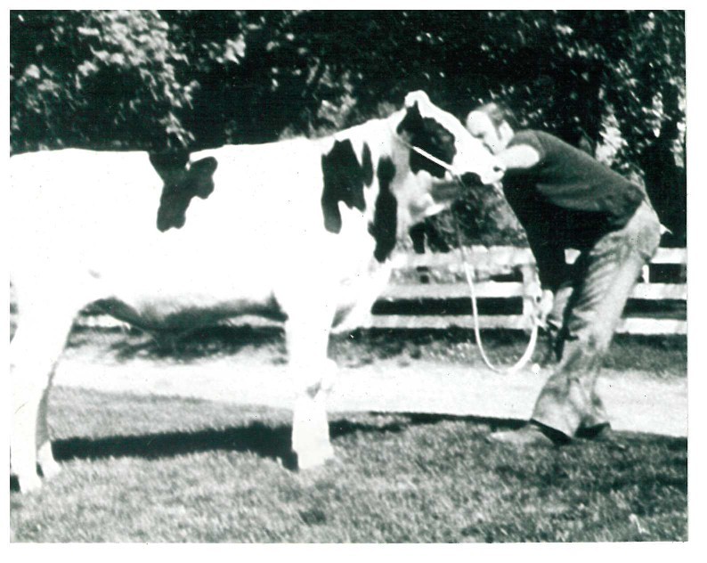 Holstein cows on the farm